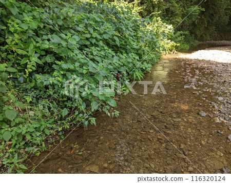 A small stream in the forest 116320124