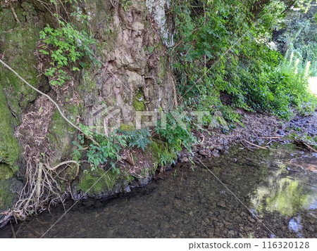 A small stream in the forest 116320128