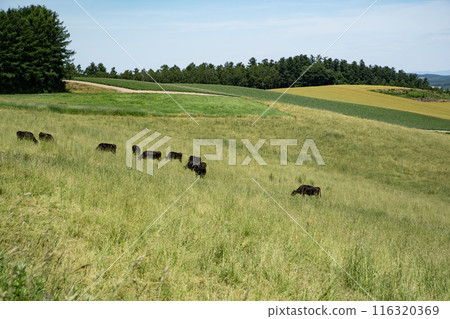 The land of Japanese black cattle The land of Japanese black cattle 116320369
