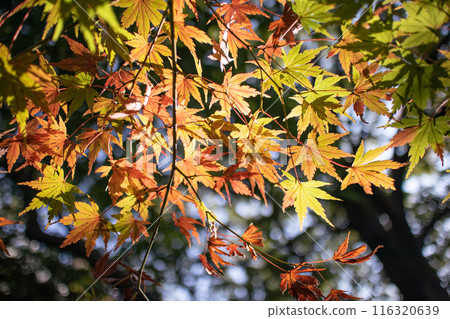 楓葉離開了紅葉 116320639