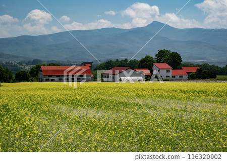 新雪谷美麗的風景 116320902