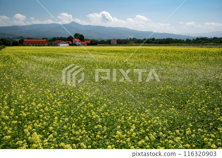 新雪谷美麗的風景 新雪谷美麗的風景 116320903