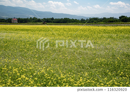 新雪谷美麗的風景 新雪谷美麗的風景 116320920