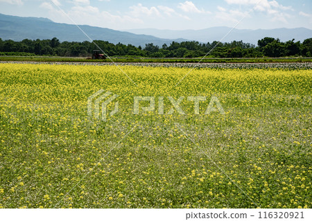 新雪谷美麗的風景 116320921