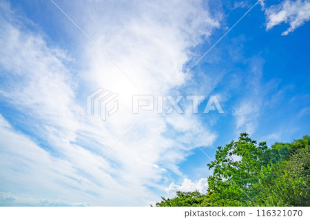 夏天的雲和樹 夏天的雲和樹 116321070