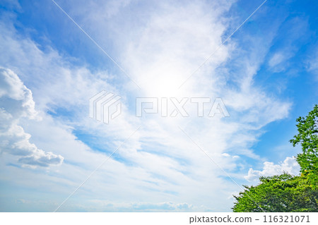 夏天的雲和樹 夏天的雲和樹 116321071