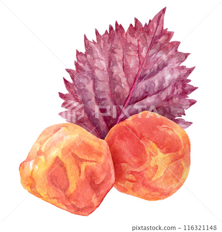 梅干和紅紫蘇水彩插圖 116321148