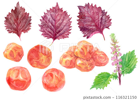 紅紫蘇和酸梅水彩插畫素材集 116321150