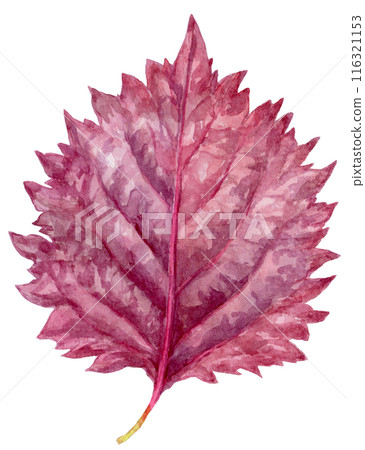 Watercolor illustration of red shiso Watercolor illustration of red shiso 116321153