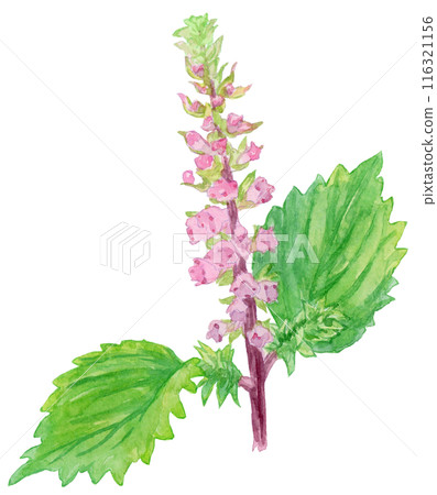 Watercolor illustration of shiso flower (perilla) 116321156