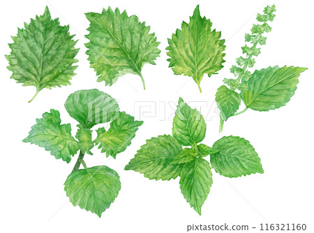 Watercolor illustration set of green shiso (perilla) 116321160