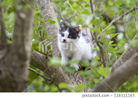 一隻貓盯著你 116321165