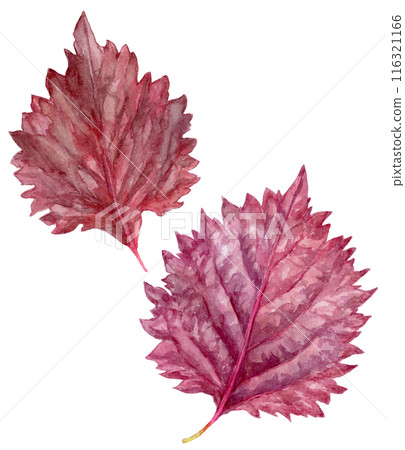 兩個紅紫蘇水彩插圖 116321166