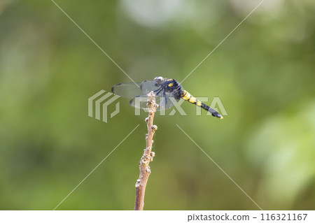Shiokaratombo停在樹枝上 Shiokaratombo停在樹枝上 116321167