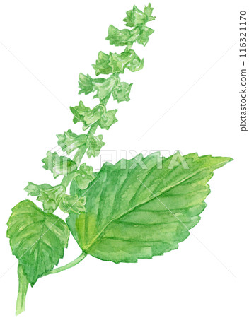 Blue shiso flower watercolor illustration 116321170