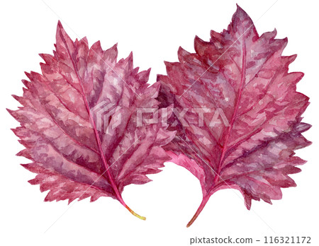 Two overlapping red shiso leaves watercolor illustration Two overlapping red shiso leaves watercolor illustration 116321172