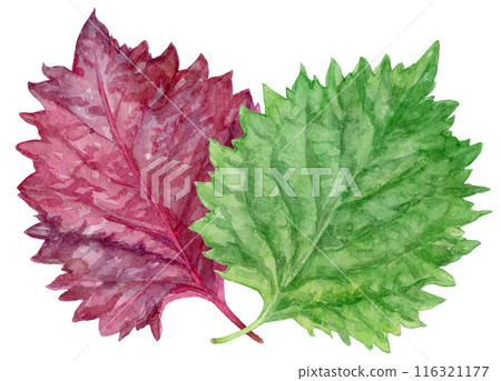 Watercolor illustration of green and red shiso Watercolor illustration of green and red shiso 116321177