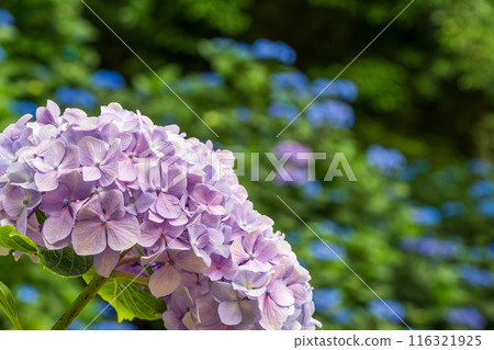 Blue hydrangea Blue hydrangea 116321925