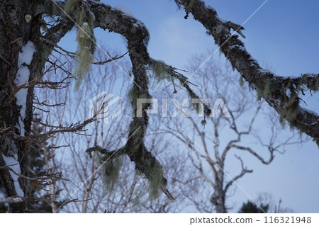 Betula ermanii and vine in midwinter Betula ermanii and vine in midwinter 116321948