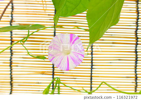 Morning glory morning glory morning glory 116321972