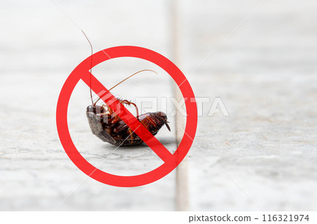 Anti cockroach, pest control concept. Stop insects sign. Cockroach with caution sign, pest control in red forbidding circle 116321974