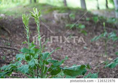 Buds of Ubayuri in a quiet forest 116321976