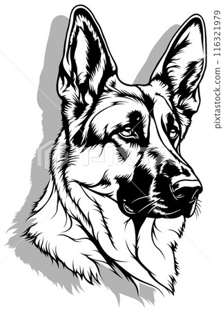 Drawing of the Head of a German Shepherd Dog 116321979