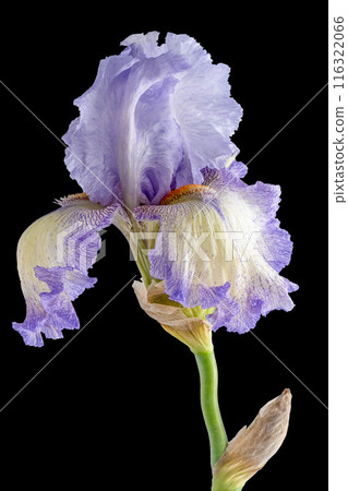 Iris flower isolated on background. Iris flower isolated on background. 116322066