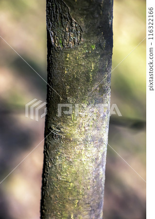 Laburnum bark background. Natural bean surface texture 116322166
