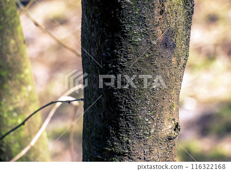 Laburnum bark background. Natural bean surface texture 116322168