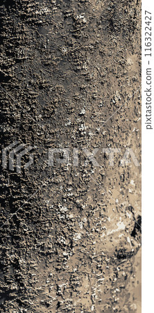 Vector illustration of Laburnum bark background. Natural bean surface texture 116322427