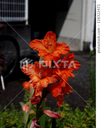 Orange gladiolus flowers bathed in sunlight (Higashiyoshino Danchi '24) 116322471