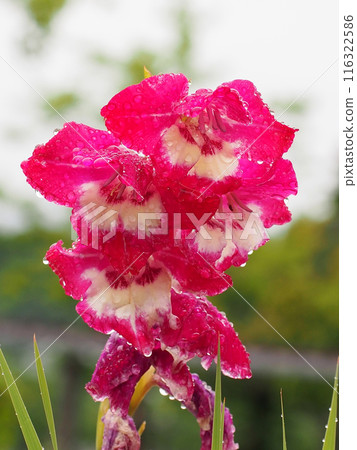 雨後早晨的紅紫色唐菖蒲(帶有大量水滴的粉紅草) 雨後早晨的紅紫色唐菖蒲(帶有大量水滴的粉紅草) 116322586
