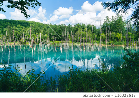 青池 北海道 美瑛 白金青池 夏天 Blue Pond 青い池 美瑛 北海道 夏 白金青い池 116322612