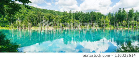 青池 北海道 美瑛 白金青池 夏天 Blue Pond 青い池 美瑛 北海道 夏 白金青い池 116322614