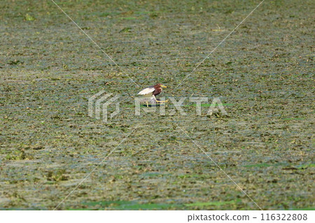 紅冠夜鷺在池塘的浮草上行走 116322808