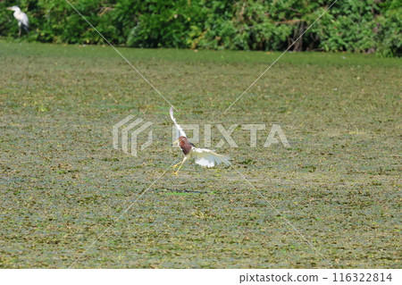 A red-crowned egret lands on a pond A red-crowned egret lands on a pond 116322814