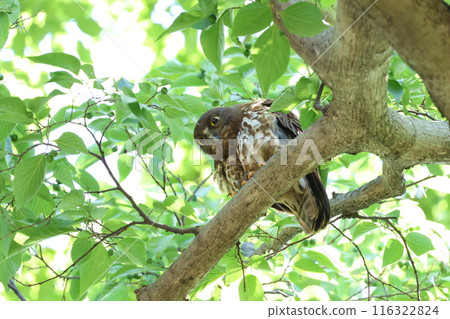 A smiling hawk owl on a tree 116322824