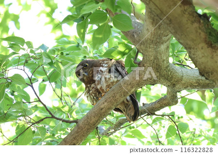 藍色貓頭鷹在樹上微笑 116322828