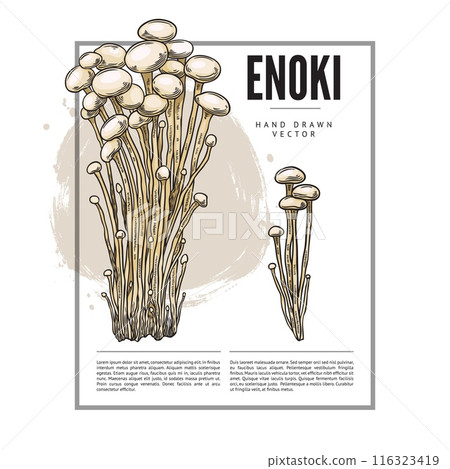 Vector poster of enoki mushrooms in sketch style with an empty space for text 116323419