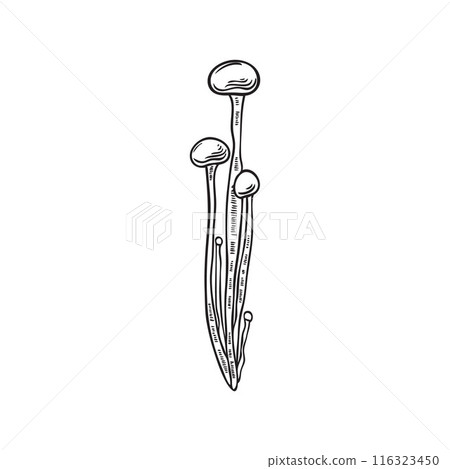 Vector illustration a hand-sketched outline drawing of enoki mushrooms highlighted on a white background. Vector illustration a hand-sketched outline drawing of enoki mushrooms highlighted on a white background. 116323450
