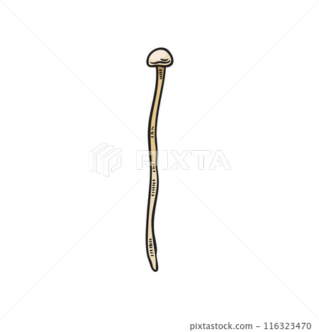 A black and white vector hand-drawn drawing of fresh enoki mushroom on a white background 116323470