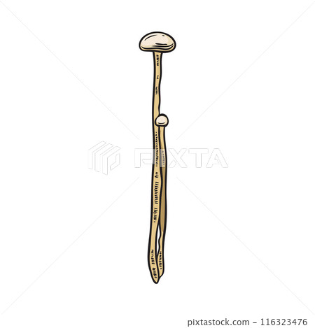 Vector illustration with two fresh enoki mushrooms in the form of a hand-drawn color sketch Vector illustration with two fresh enoki mushrooms in the form of a hand-drawn color sketch 116323476