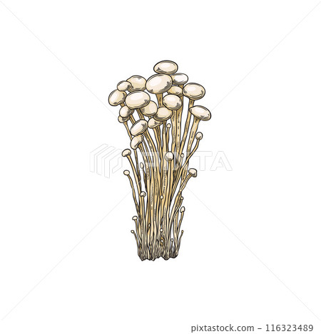 Vector illustration enoki mushrooms in the style of a hand-drawn sketch on a white background. 116323489