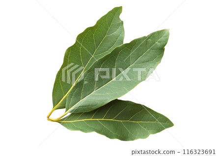 Green bay leaves isolated on a white background 116323691
