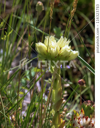 Yellow flower of Sempervivum globiferum Gold Nugget succulent in spring Yellow flower of Sempervivum globiferum Gold Nugget succulent in spring 116323783