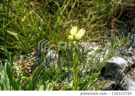 Yellow flower of Sempervivum globiferum Gold Nugget succulent in spring 116323785