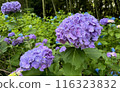 Purple hydrangea 116323832