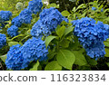 Blue hydrangea 116323834