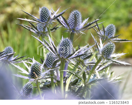 Sea holly, eryngium or eryngo cultivar with spiky blue flowers Sea holly, eryngium or eryngo cultivar with spiky blue flowers 116323843